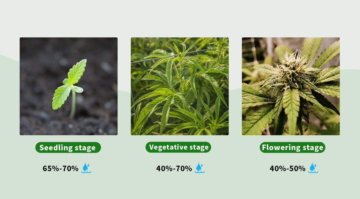 What's The Optimum humidity For Growing Cannabis – BESTVALED, image size:1200x664