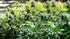 f_article.image.alt