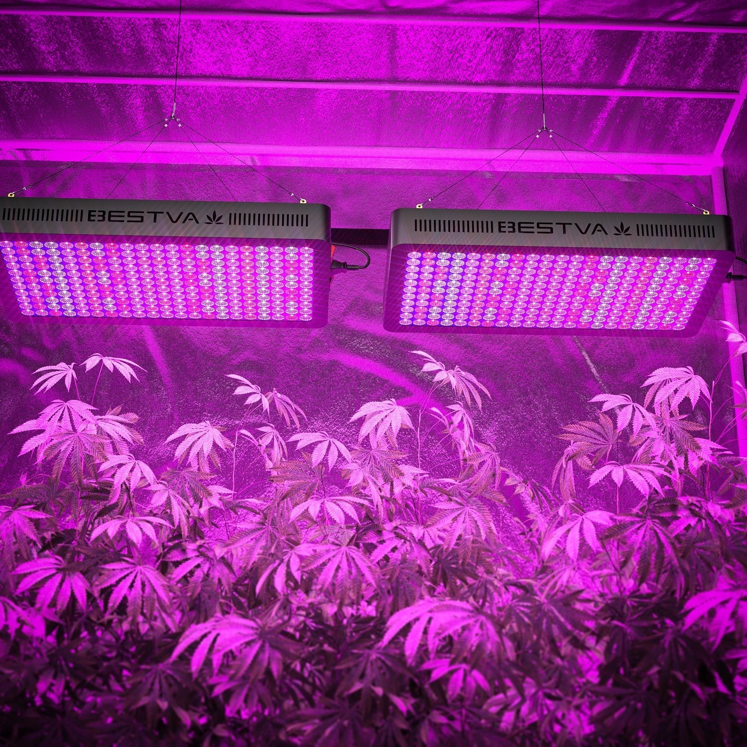 BESTVA Full Spectrum DC Series LED Grow Light  for Greenhouse Hydroponic Indoor Plants Veg and Flower